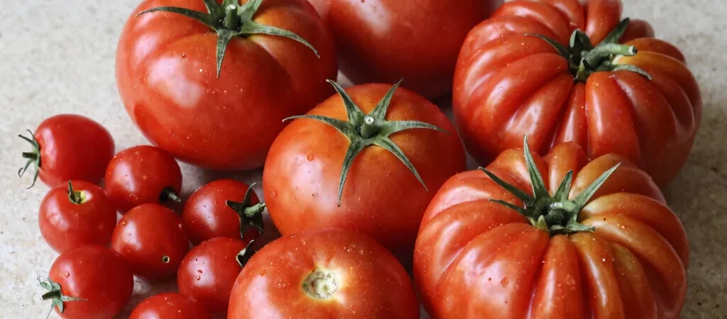 Tomatoes Are More Than One Thing